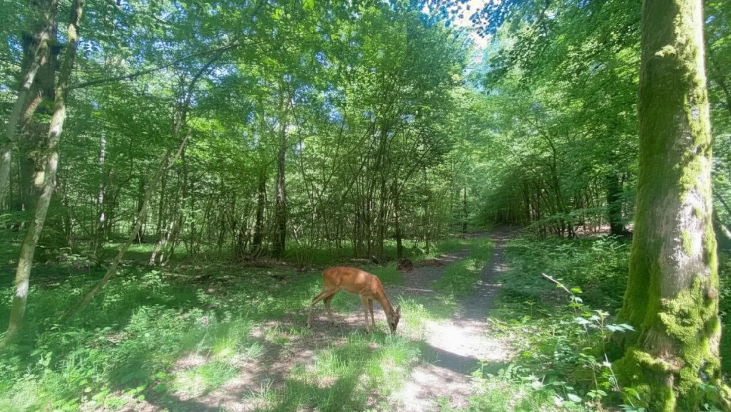 Forêts de Viroinval